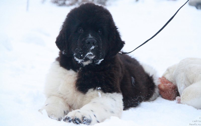 Фото: ньюфаундленд Аквиан Сонг Руле зе Ворлд