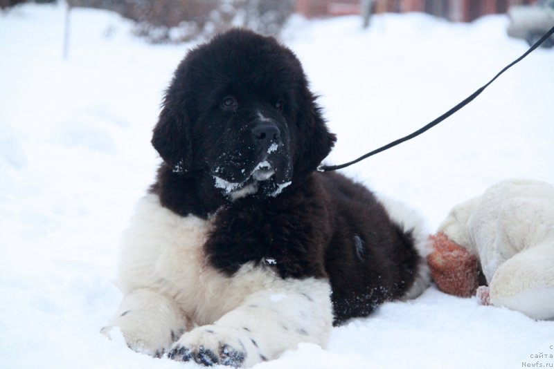 Фото: ньюфаундленд Аквиан Сонг Руле зе Ворлд