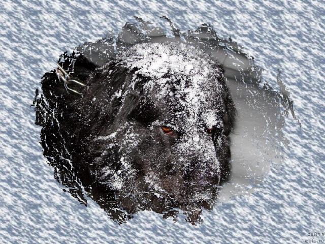 Фото: ньюфаундленд Оскар Трейси-Виктория