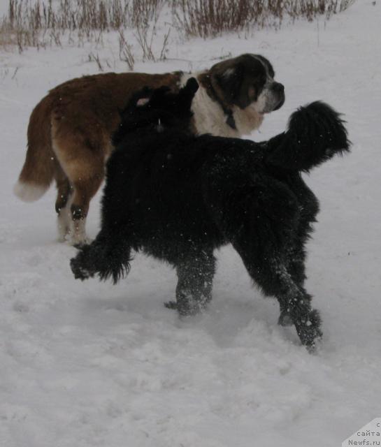 Фото: ньюфаундленд Жасмин Северный Каприз из Медвежьего Яра (Zhasmine Severny Caprice iz Medvejyego Yara)