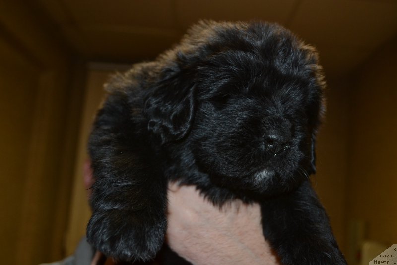 Фото: ньюфаундленд Талисман Моря Мишель