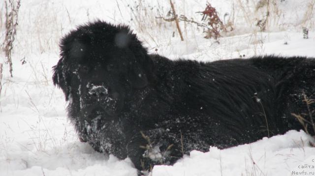 Фото: ньюфаундленд Жасмин Северный Каприз из Медвежьего Яра (Zhasmine Severny Caprice iz Medvejyego Yara)