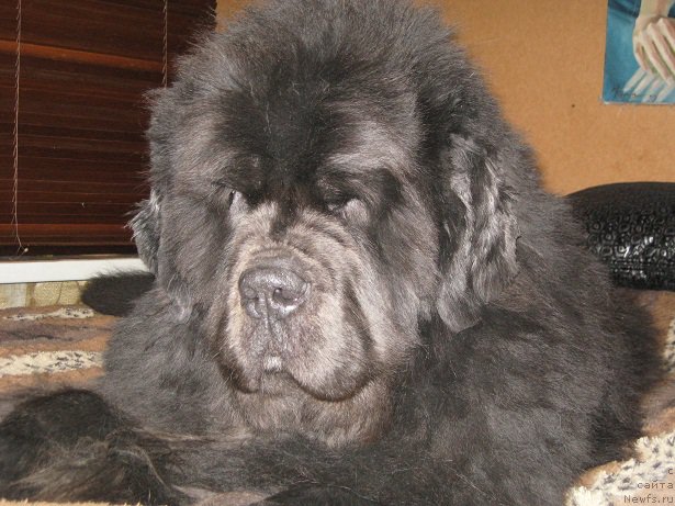 Фотография № 197411