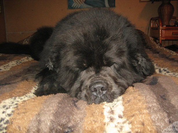 Фотография № 197412