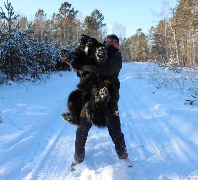 Фото: ньюфаундленд Красавица Кори Дроссер