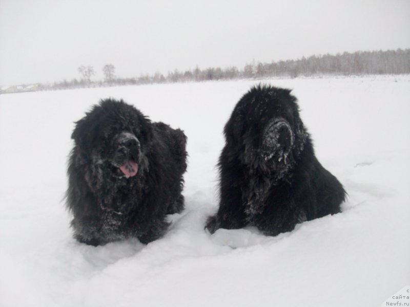 Фото: ньюфаундленд Карат из Медвежьего Яра (Karat iz Medvejyego Yara), ньюфаундленд Ярада из Сибирской Глубинки (Yarada iz Sibirskoy Glubinki)