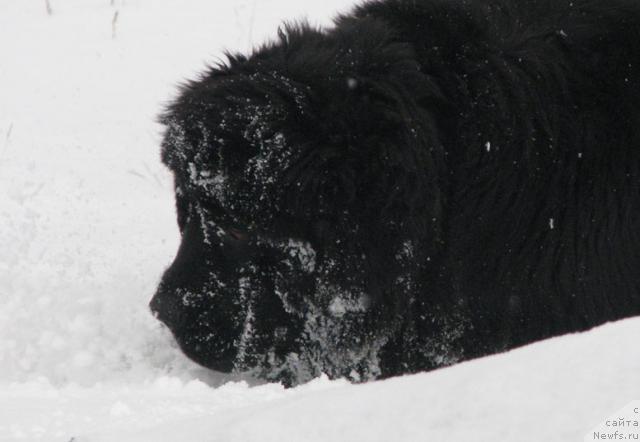 Фото: ньюфаундленд Жасмин Северный Каприз из Медвежьего Яра (Zhasmine Severny Caprice iz Medvejyego Yara)