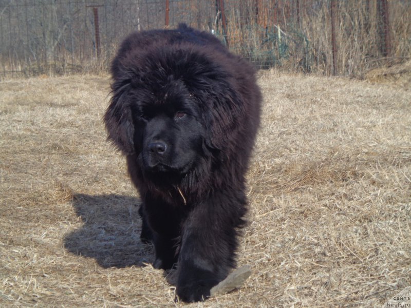 Фото: ньюфаундленд Супер Премиум Уолт Диснеу