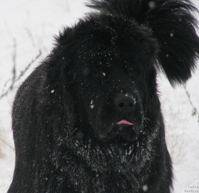 Фото: ньюфаундленд Жасмин Северный Каприз из Медвежьего Яра (Zhasmine Severny Caprice iz Medvejyego Yara)