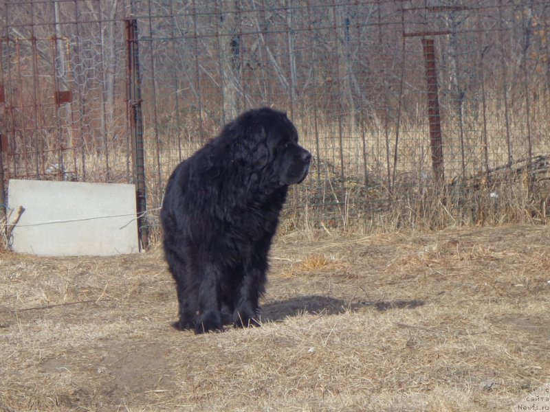 Фото: ньюфаундленд Вито Качо Ферл (Vito Kacho Ferl)