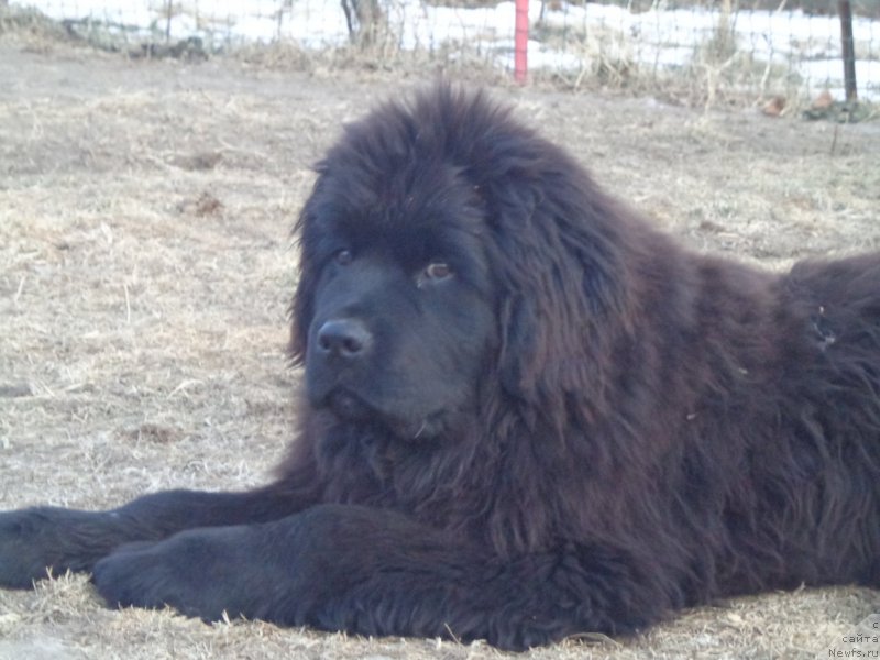 Фото: ньюфаундленд Супер Премиум Уолт Диснеу