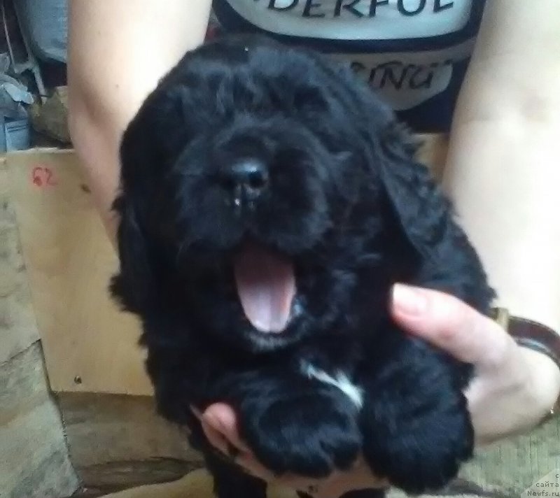 Фото: ньюфаундленд Варгас Де Ла Масса Армандо (Vargas de la Massa Armando)