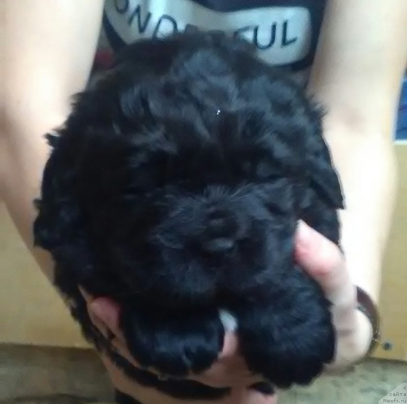 Фото: ньюфаундленд Варгас Де Ла Масса Армандо (Vargas de la Massa Armando)