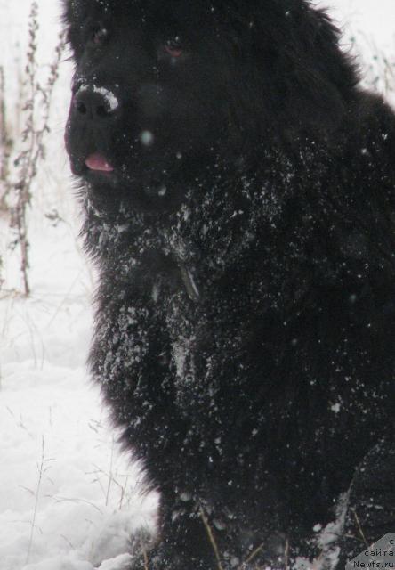 Фото: ньюфаундленд Жасмин Северный Каприз из Медвежьего Яра (Zhasmine Severny Caprice iz Medvejyego Yara)