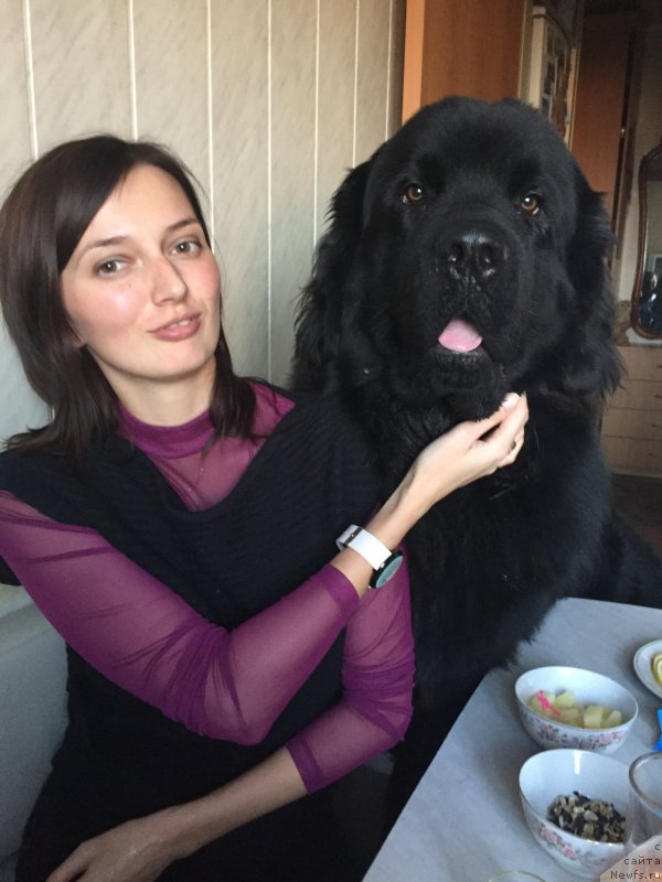 Фото: ньюфаундленд Браунблад МСК Хелфи Бэст Армани (Brownblood MSK Helfi Best Armani)