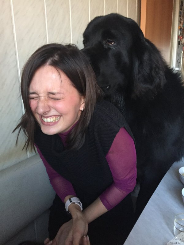 Фото: ньюфаундленд Браунблад МСК Хелфи Бэст Армани (Brownblood MSK Helfi Best Armani)