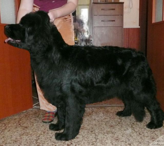 Фото: ньюфаундленд Яркая Мега Звезда от Марлеон Дусвик