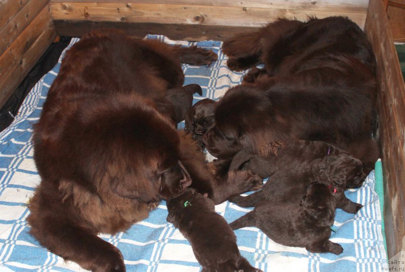 Фотография № 197450