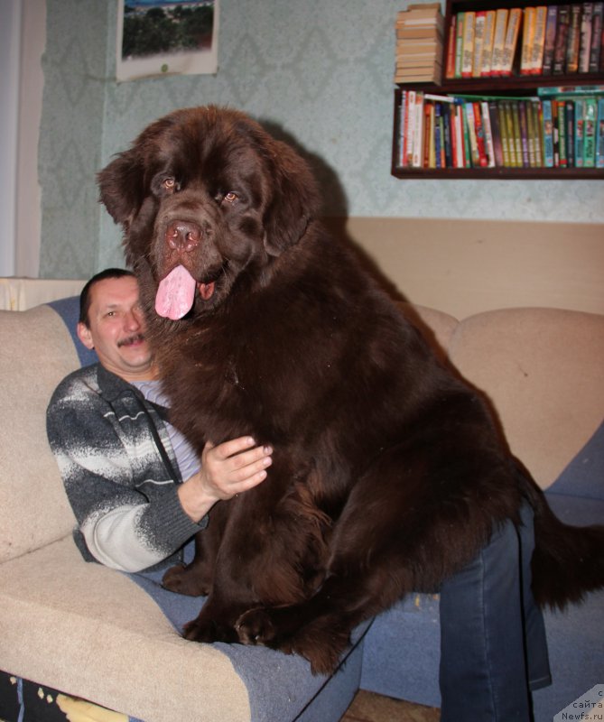 Ньюфаундленд фото собаки фото с человеком