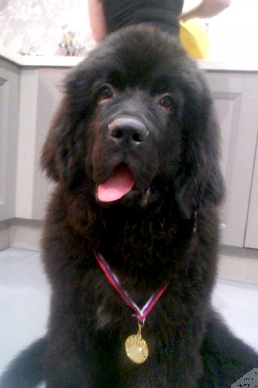 Фото: ньюфаундленд Черная Мафия Асе ин тхе Холе (Chernaya Mafia Ace in the Hole)