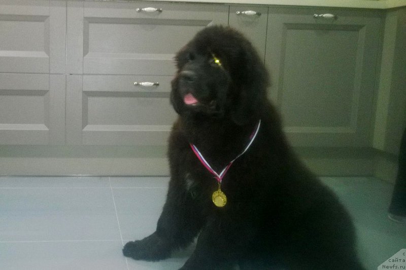 Фото: ньюфаундленд Черная Мафия Асе ин тхе Холе (Chernaya Mafia Ace in the Hole)