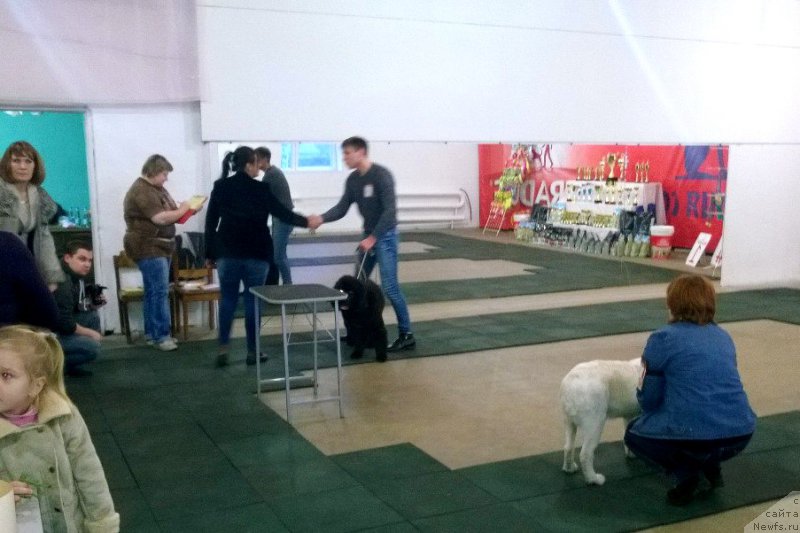 Фото: ньюфаундленд Черная Мафия Асе ин тхе Холе (Chernaya Mafia Ace in the Hole)