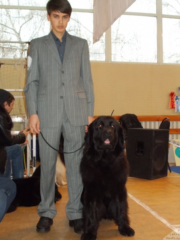 Фото: ньюфаундленд Эхо Москвы с Берега Дона (Eho Moskvy s Berega Dona), Миша