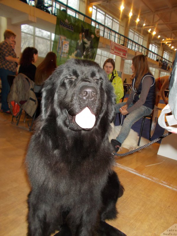 Фото: ньюфаундленд Эхо Москвы с Берега Дона (Eho Moskvy s Berega Dona)
