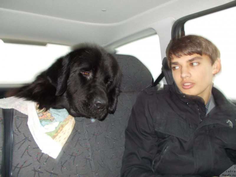 Фото: ньюфаундленд Эхо Москвы с Берега Дона (Eho Moskvy s Berega Dona), Миша