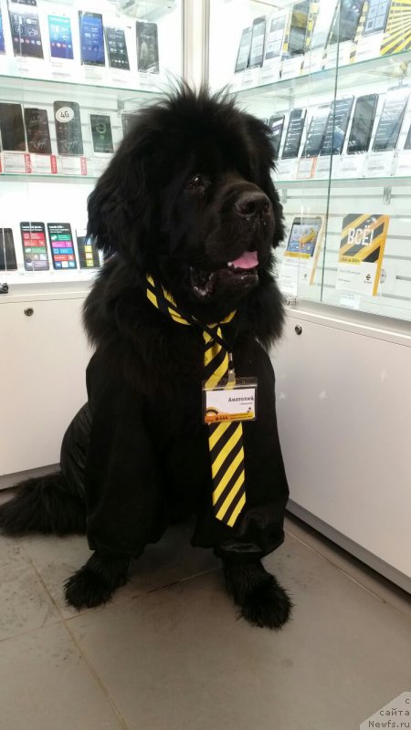 Фото: ньюфаундленд Белкондер-Клаб Кассий Дион