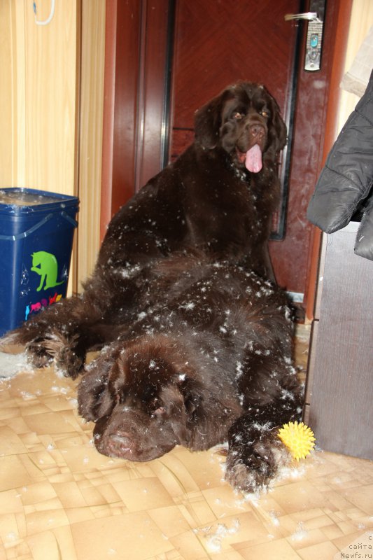 Фото: ньюфаундленд Обуш Шед Янтарный Поцелуй, ньюфаундленд Ньюфорт Ваше Величество Брабус