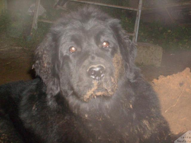 Фото: ньюфаундленд К-Леди Тиамо (K-Ledy Tiamo)