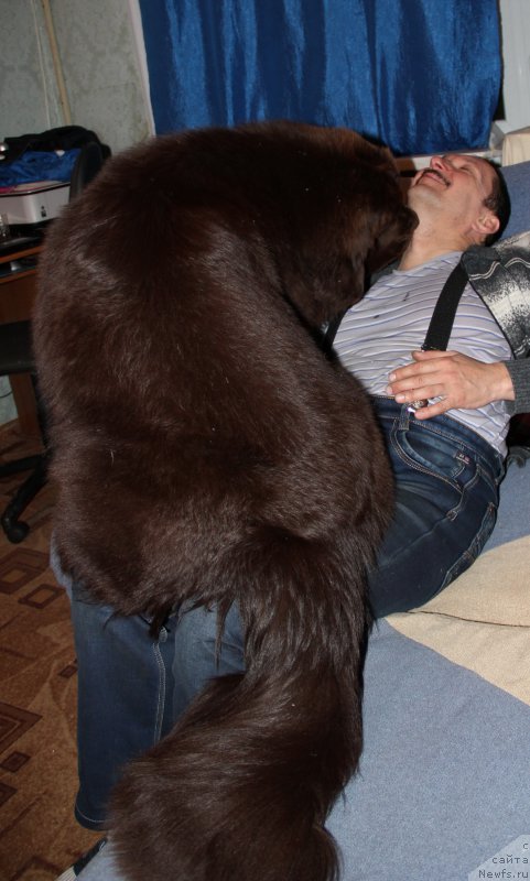 Фото: ньюфаундленд Ньюфорт Ваше Величество Брабус