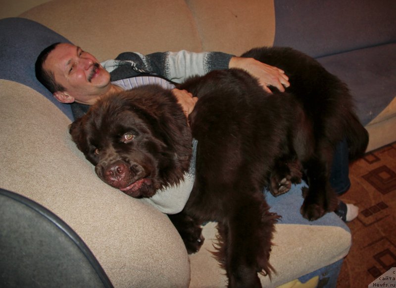 Фото: ньюфаундленд Ньюфорт Ваше Величество Брабус