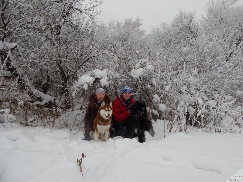 Фото: ньюфаундленд Красавица Кори Дроссер