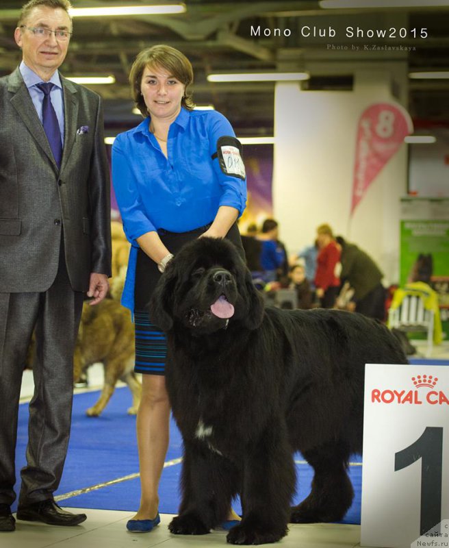 Фото: ньюфаундленд Питерньюф Монте Кристо (Piternyuf Monte Kristo)