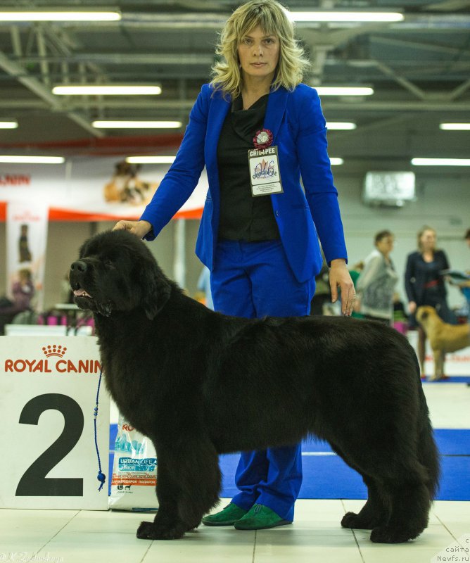 Фото: ньюфаундленд Love Inside Your Soul Moon Bear