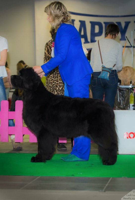 Фото: ньюфаундленд Смигар Тайм Лайн (Smigar Time Line)