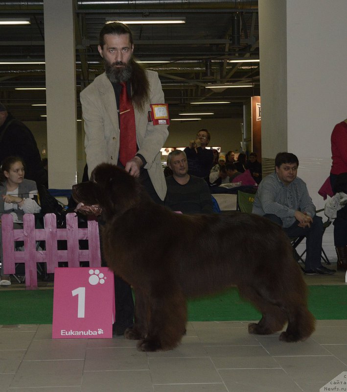 Фото: ньюфаундленд I Follow The Sun de L'Etoile de Cyrice, Александр Жаков
