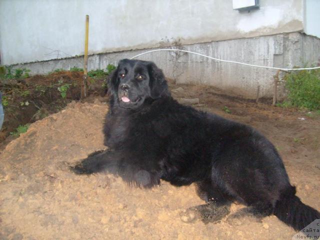 Фото: ньюфаундленд К-Леди Тиамо (K-Ledy Tiamo)