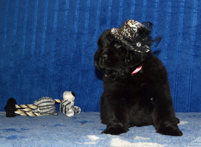 Фотография № 197483