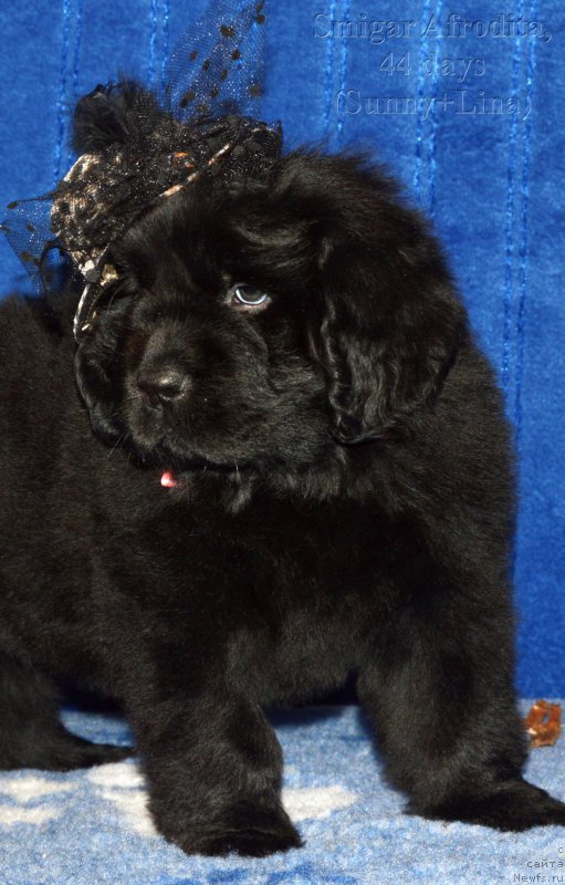 Фото: Смигар АФРОДИТА // щенок 44 дня, ньюфаундленд I Follow The Sun de L'Etoile de Cyrice, +, ньюфаундленд Калина Красная из Антаграда