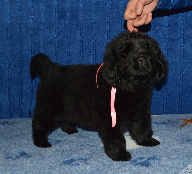 Фото: Смигар АФРОДИТА // щенок 44 дня, ньюфаундленд I Follow The Sun de L'Etoile de Cyrice, +, ньюфаундленд Калина Красная из Антаграда