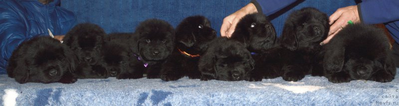 Фото: щенки кобели 44 дня, ньюфаундленд I Follow The Sun de L'Etoile de Cyrice, +, ньюфаундленд Калина Красная из Антаграда