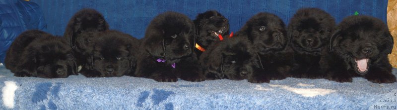 Фотография № 197489