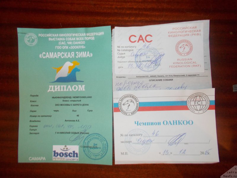 Фото: ньюфаундленд Эхо Москвы с Берега Дона (Eho Moskvy s Berega Dona)