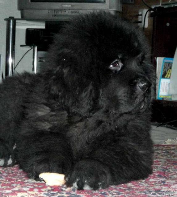 Фото: ньюфаундленд Сент Джонс Круиз (Sent Djons Kruiz)