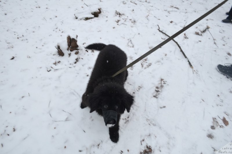 Фото: ньюфаундленд Черный Балу Захар