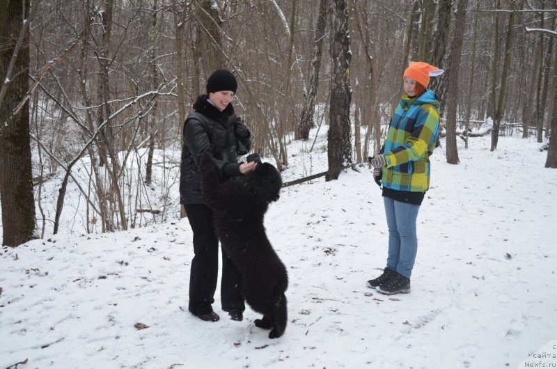 Фото: ньюфаундленд Черный Балу Захар