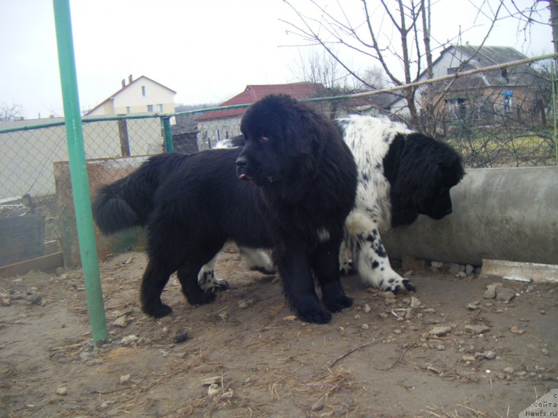 Фото: ньюфаундленд Fiona Style Super Mishka, ньюфаундленд Bella Donna Barbaresco Super Mishka